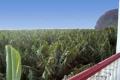 Finca San Miguel 
